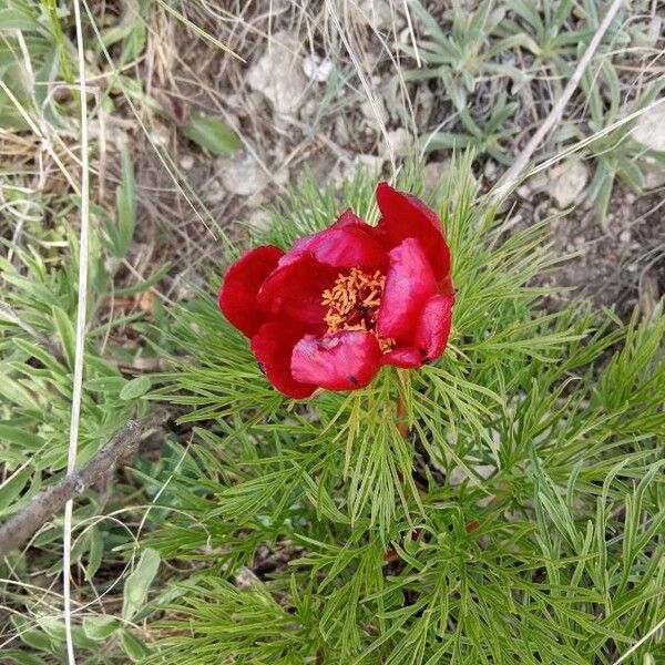 Paeonia tenuifolia (Paeonia tenuifolia)