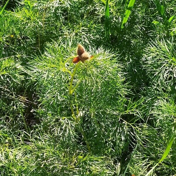 Paeonia tenuifolia (Paeonia tenuifolia)