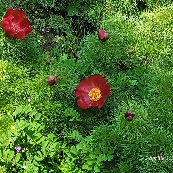 Paeonia tenuifolia (Paeonia tenuifolia)