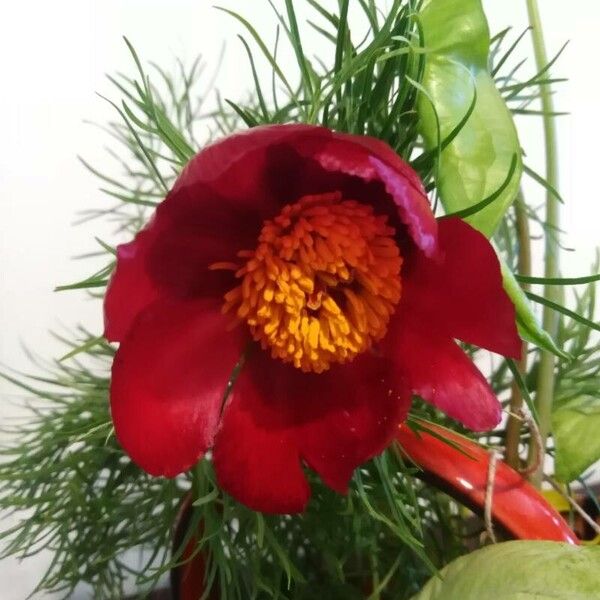 Paeonia tenuifolia (Paeonia tenuifolia)