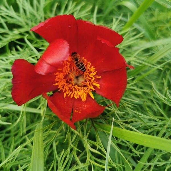 Paeonia tenuifolia (Paeonia tenuifolia)