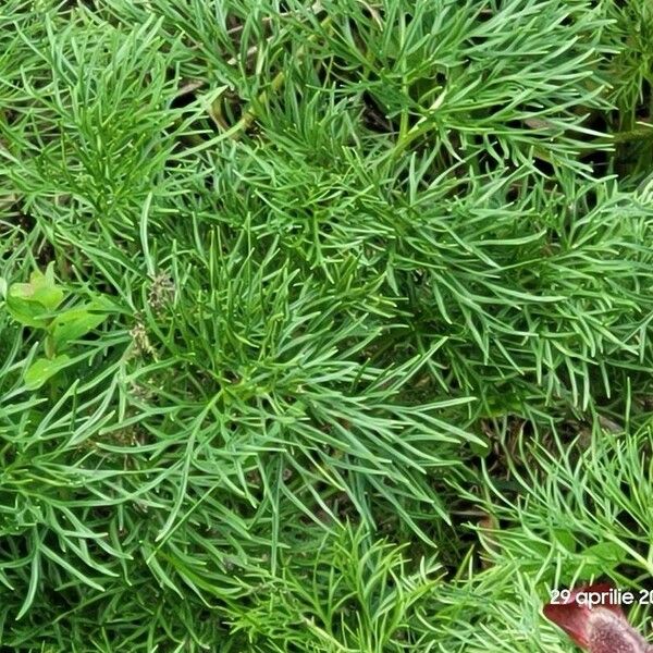 Paeonia tenuifolia (Paeonia tenuifolia)