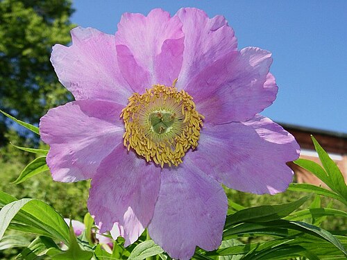 Paeonia veitchii: Paeonia anomala