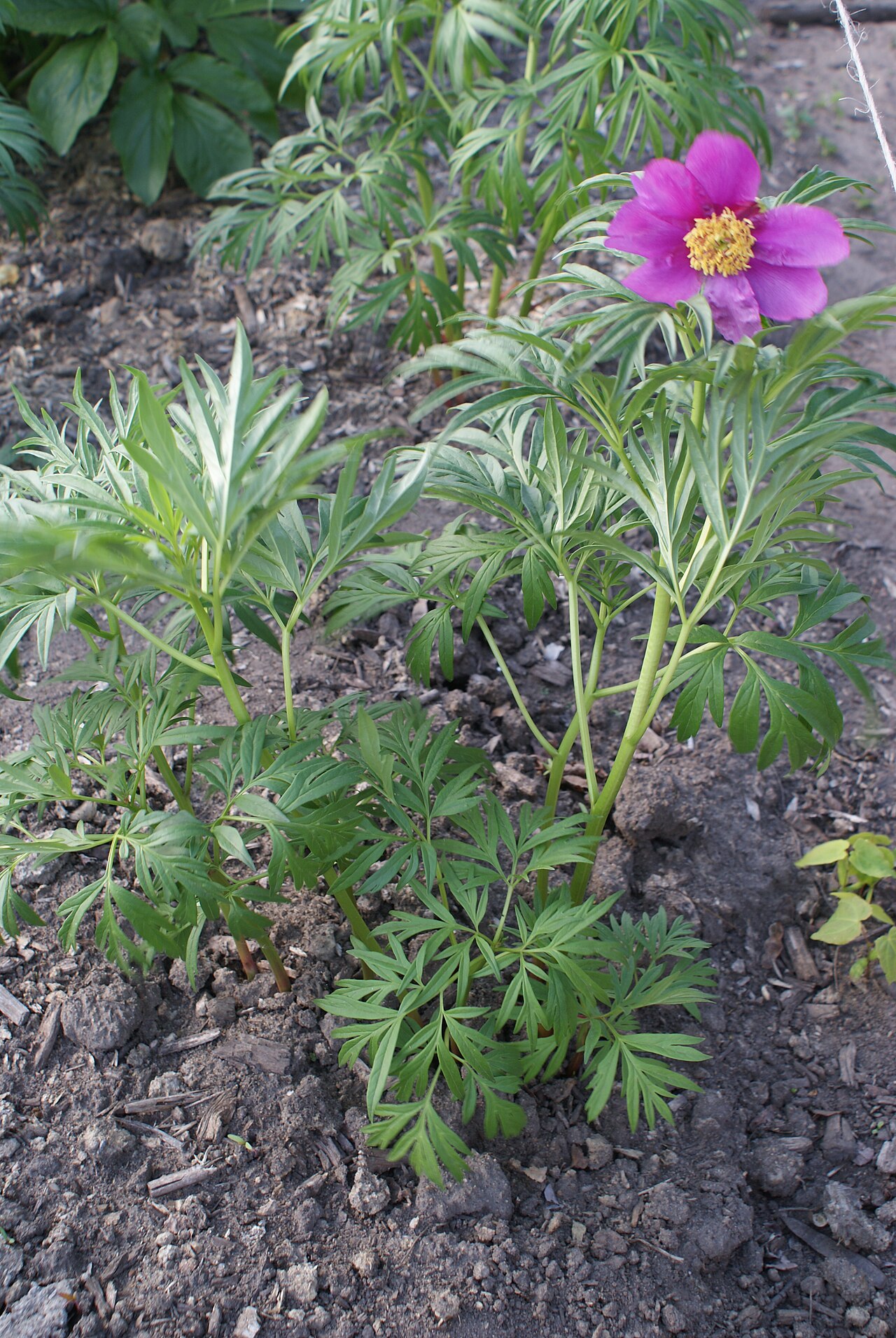 Paeonia veitchii: Unidentified Paeonia in Botanical garden, Minsk