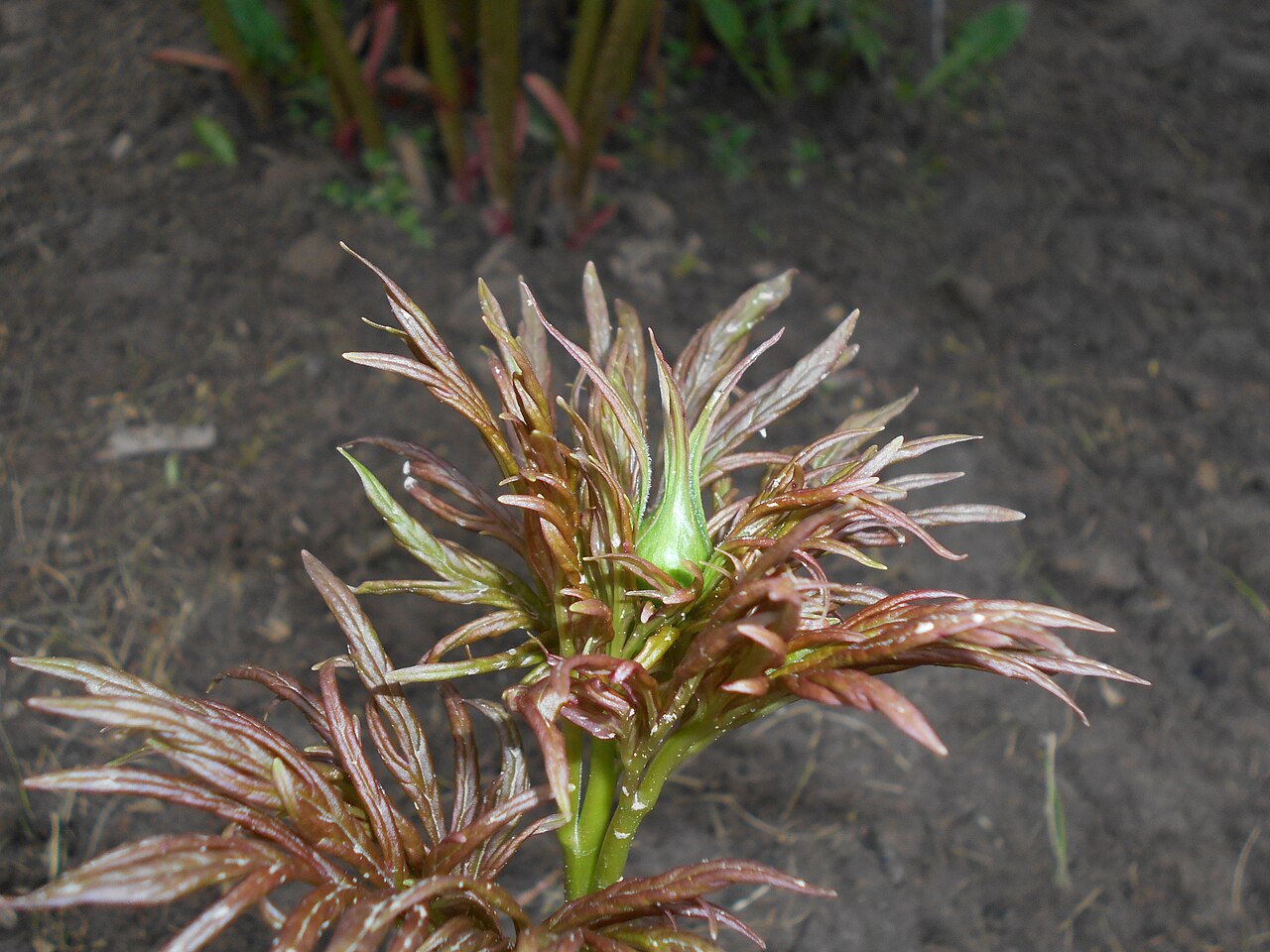Paeonia veitchii: Piwonia odmienna ( Paeonia anomala ), Ogród Botaniczny UMCS w Lublinie