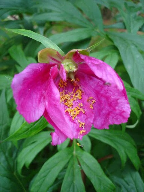 Paeonia veitchii: Paeonia anomala from Orkon river, Mongòlia.