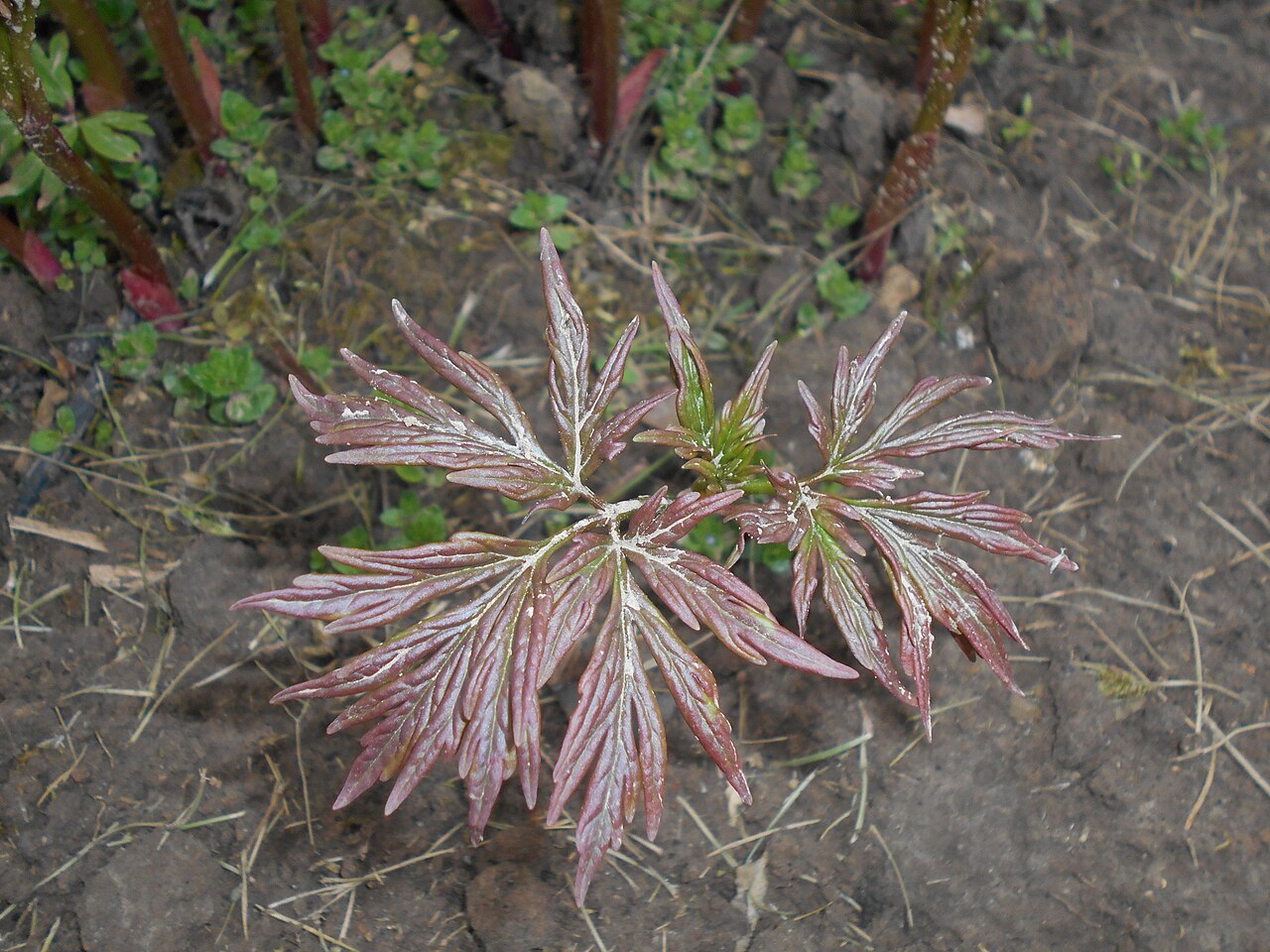 Paeonia veitchii: Piwonia odmienna ( Paeonia anomala ), Ogród Botaniczny UMCS w Lublinie