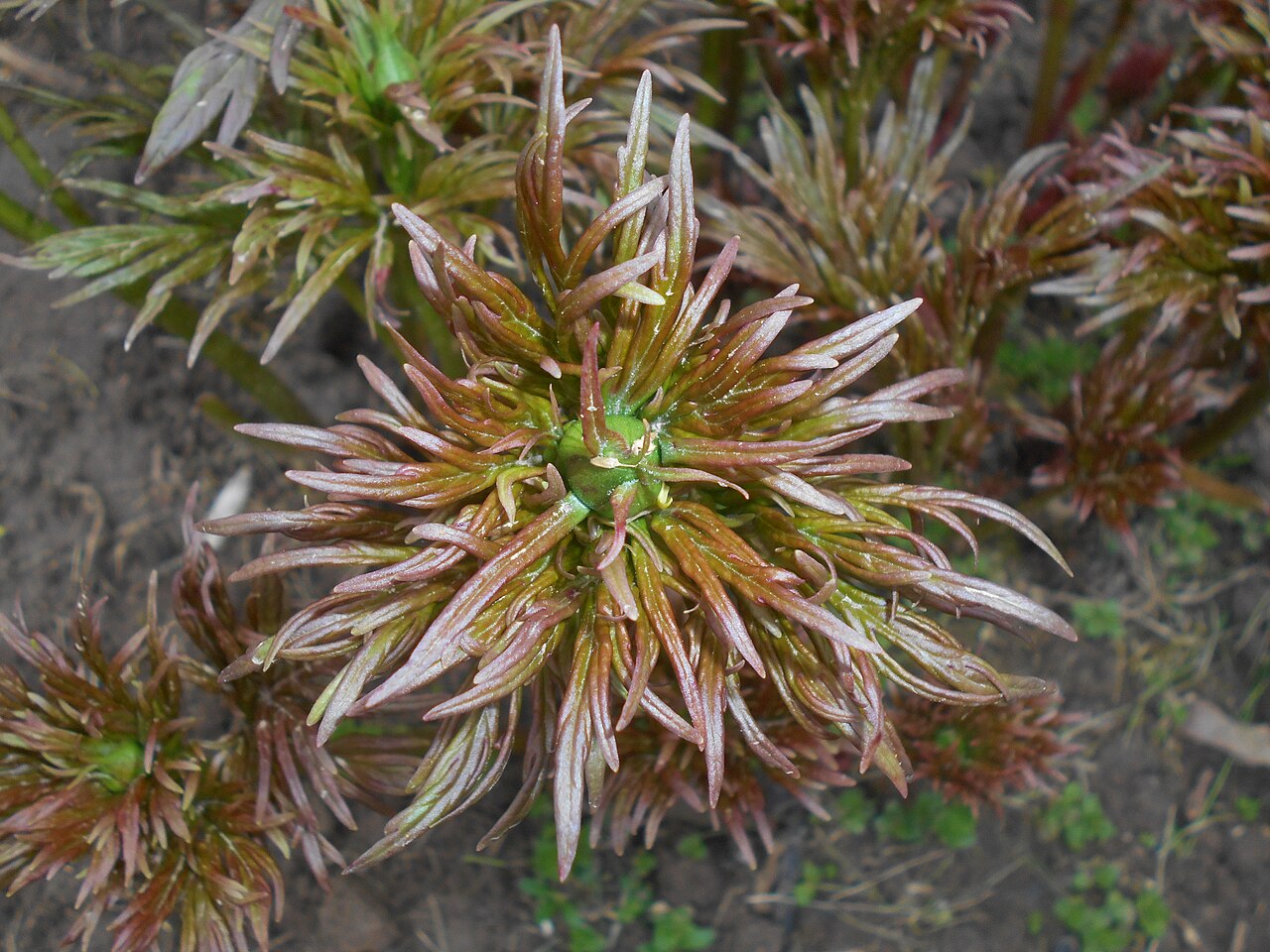 Paeonia veitchii: Piwonia odmienna ( Paeonia anomala ), Ogród Botaniczny UMCS w Lublinie