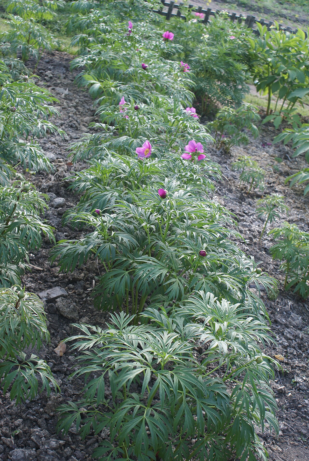 Paeonia veitchii: Unidentified Paeonia in Botanical garden, Minsk
