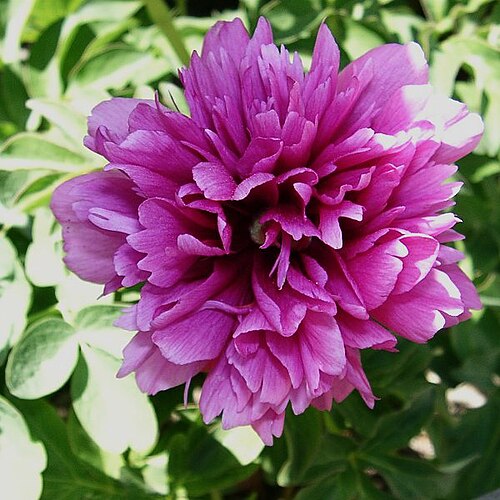 Paeonia veitchii: Paeonia anomala subsp. veitchii