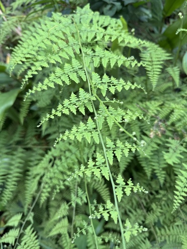 Paesia glandulosa (Paesia glandulosa)