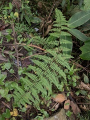 Paesia glandulosa (Paesia glandulosa)