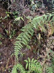 Paesia glandulosa (Paesia glandulosa)