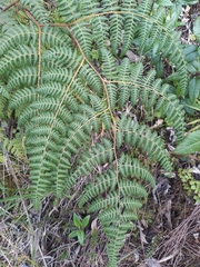 Paesia glandulosa (Paesia glandulosa)