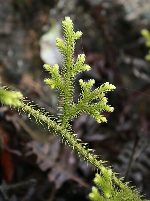 Staghorn clubmoss: Lycopodiella cernua , Bärlappgewächse (Lycopodiaceae) - Vietnam/Việt Nam: Dorf Tả Phìn nördlich von Sa Pa
