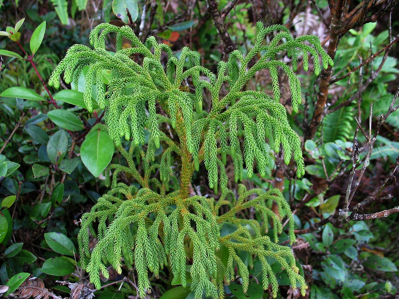 Staghorn clubmoss: Wāwaeʻiole or Staghorn clubmoss Lycopodiaceae Indigenous to the Hawaiian Islands Mt. Kaʻala, Oʻahu The generic name Lycopodiella is derived from the Greek lycos