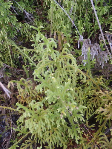 Staghorn clubmoss (Palhinhaea cernua)