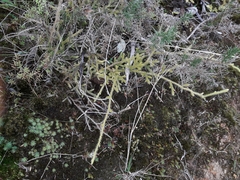 Staghorn clubmoss (Palhinhaea cernua)