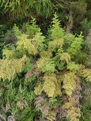 Staghorn clubmoss (Palhinhaea cernua)