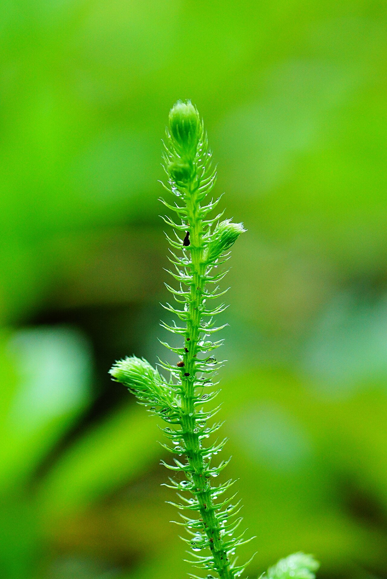 Staghorn clubmoss: Unidentified plant in India
