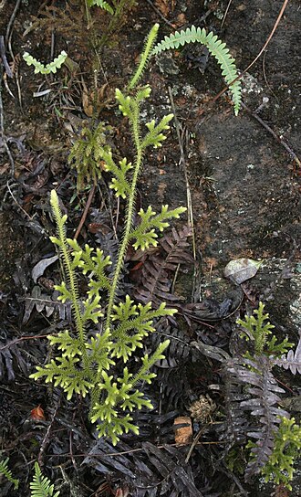 Staghorn clubmoss: Lycopodiella cernua , Bärlappgewächse (Lycopodiaceae) - Vietnam/Việt Nam: Dorf Tả Phìn nördlich von Sa Pa