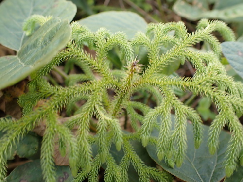Staghorn clubmoss (Palhinhaea cernua)