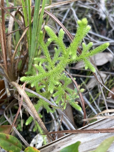 Staghorn clubmoss (Palhinhaea cernua)