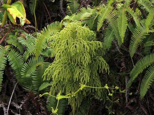 Staghorn clubmoss (Palhinhaea cernua)