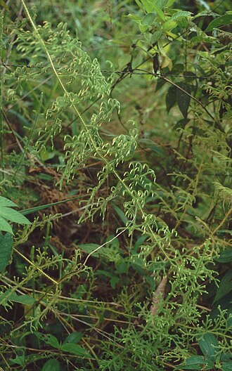 Staghorn clubmoss: Lycopodiella cernua , Bärlappgewächse (Lycopodiaceae) – Costa Rica: Prov. Puntarenas, PN Piedras Blancas, Bosque Esquinas bei La Gamba