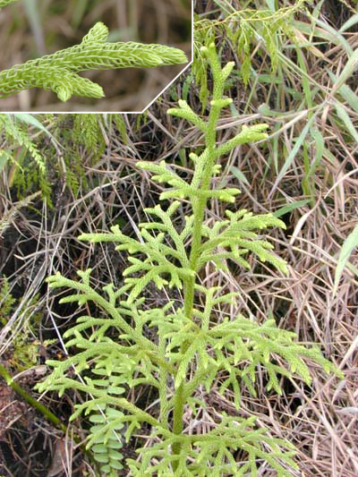 Staghorn clubmoss: Photo of Lycopodiella cernua – Palhinhaea cernua in the Pteridophyte Phylogeny Group classification of 2016