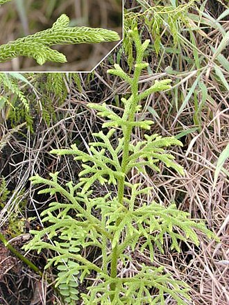 Staghorn clubmoss: Photo of Lycopodiella cernua – Palhinhaea cernua in the Pteridophyte Phylogeny Group classification of 2016
