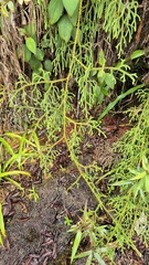 Palhinhaea glaucescens (Palhinhaea glaucescens)