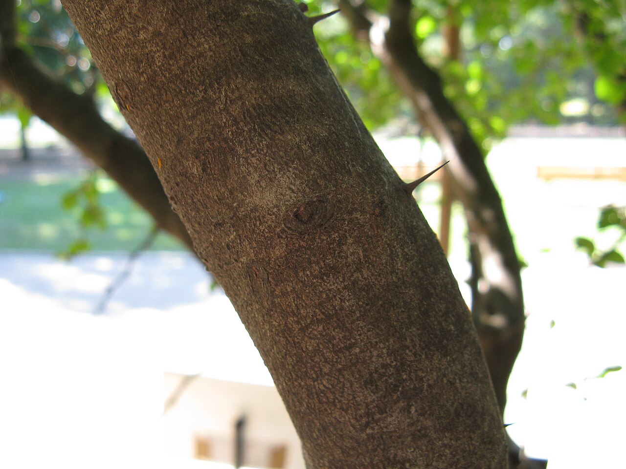 Paliurus ramosissimus: ハマナツメ