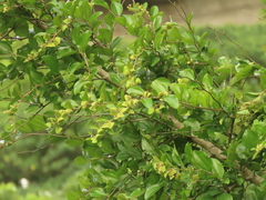 Paliurus ramosissimus (Paliurus ramosissimus)