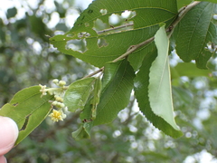 Paliurus ramosissimus (Paliurus ramosissimus)