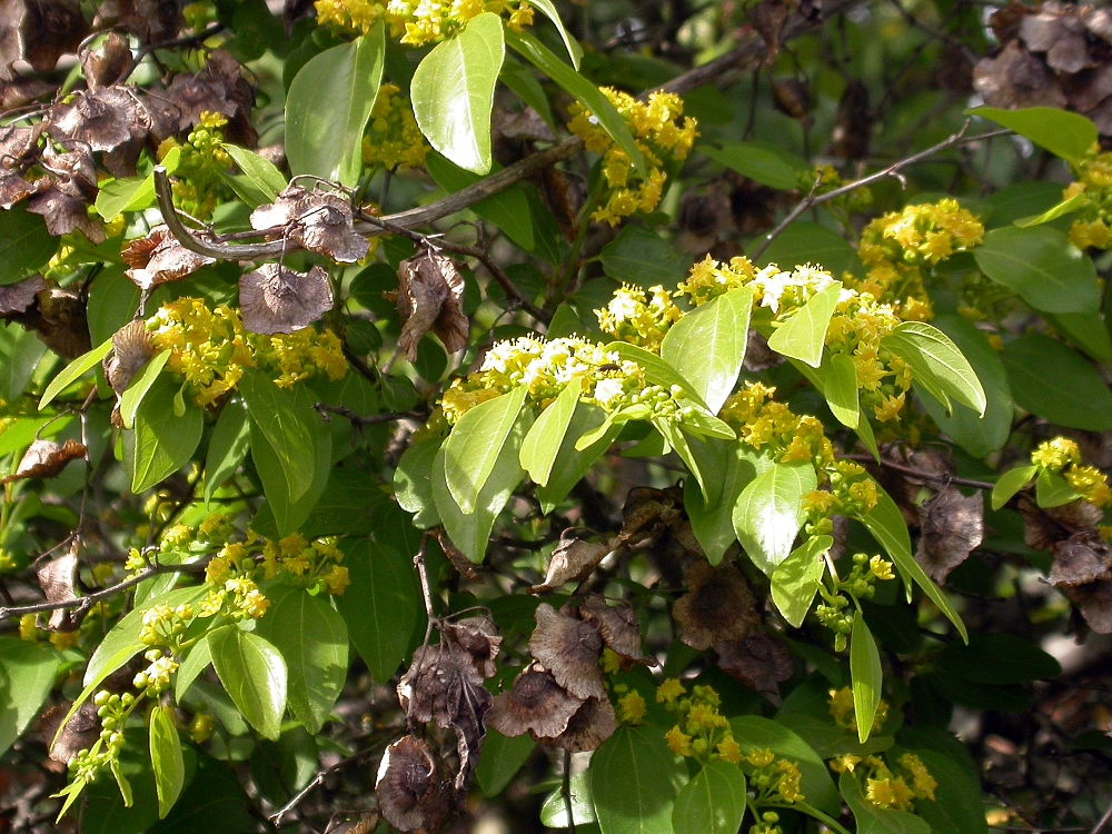 Jeruselem thorn: Jerusalem Thorn or Christ's Thorn ( Paliurus spina-christi ), Frouzet, Languedoc-Roussillon, France