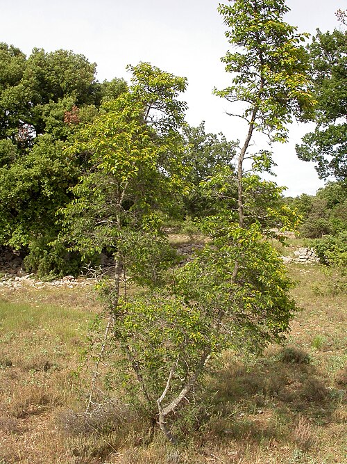 Jeruselem thorn: Jerusalem Thorn or Christ's Thorn ( Paliurus spina-christi ), Frouzet, Languedoc-Roussillon, France
