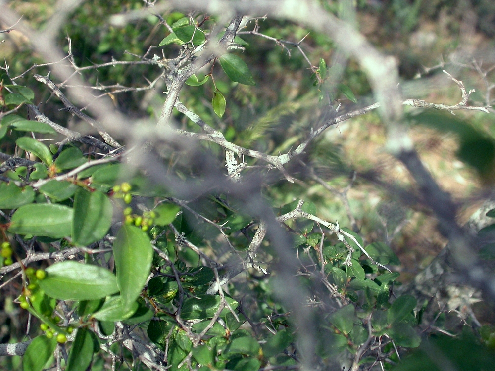 Jeruselem thorn: Jerusalem Thorn or Christ's Thorn ( Paliurus spina-christi ), Frouzet, Languedoc-Roussillon, France