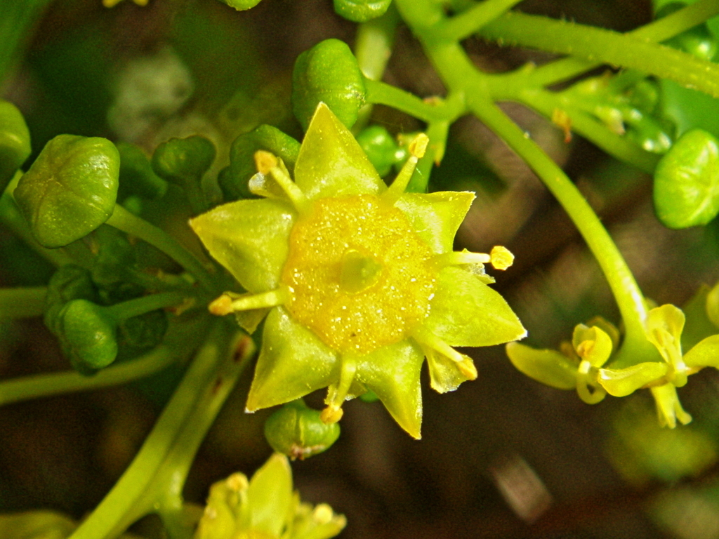 Jeruselem thorn (Paliurus spina-christi)