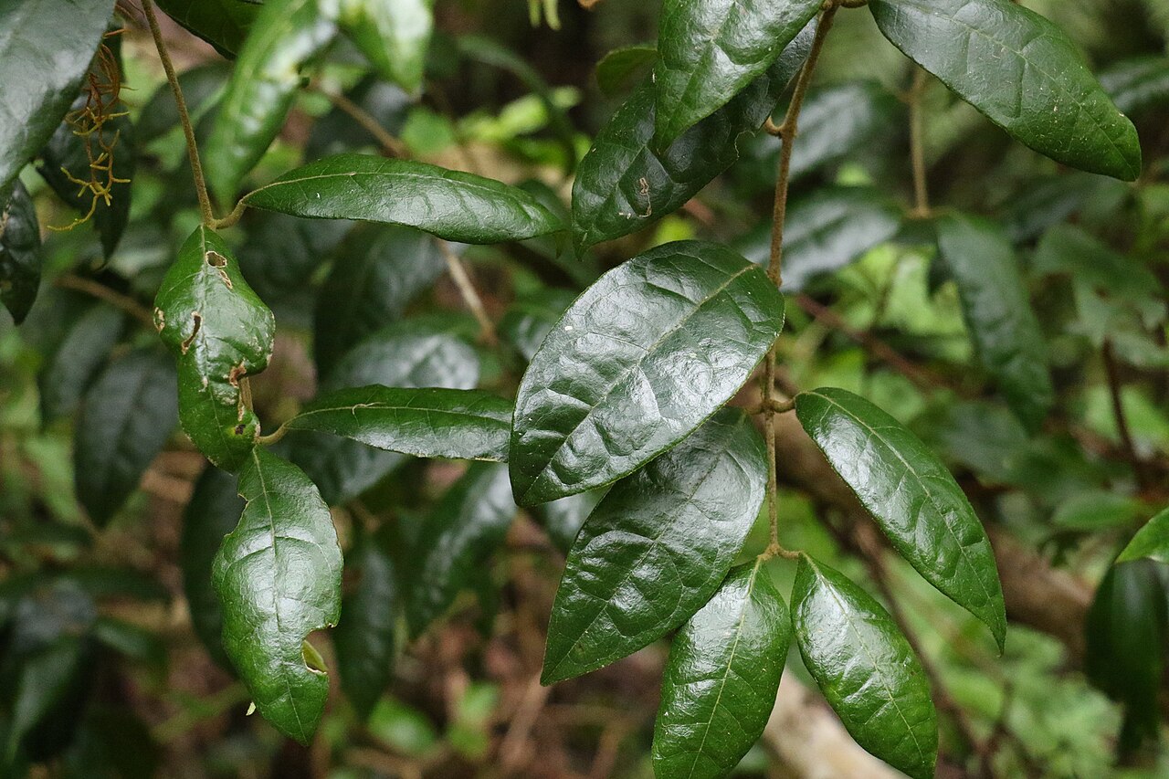 Palmeria foremanii: Palmeria foremanii. Species of plant.