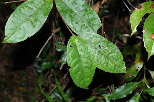 Palmeria foremanii (Palmeria foremanii)