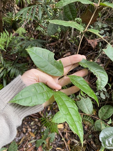 Palmeria foremanii (Palmeria foremanii)