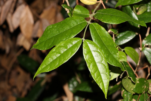 Palmeria foremanii (Palmeria foremanii)
