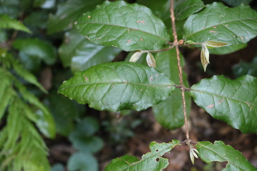 Palmeria foremanii (Palmeria foremanii)