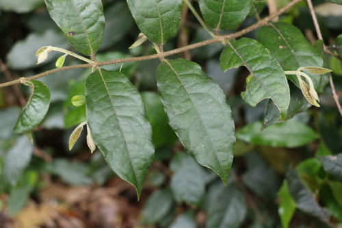 Palmeria foremanii (Palmeria foremanii)
