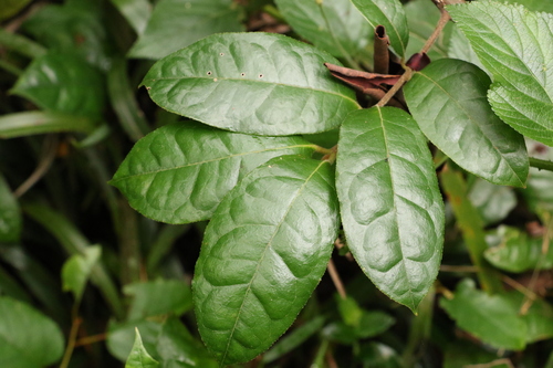Palmeria foremanii (Palmeria foremanii)