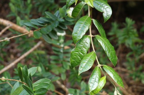 Palmeria foremanii (Palmeria foremanii)