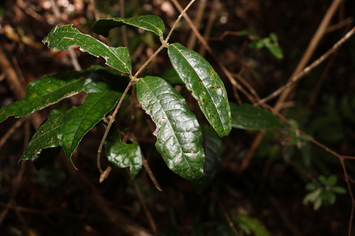 Palmeria foremanii (Palmeria foremanii)