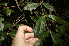 Palmeria foremanii (Palmeria foremanii)