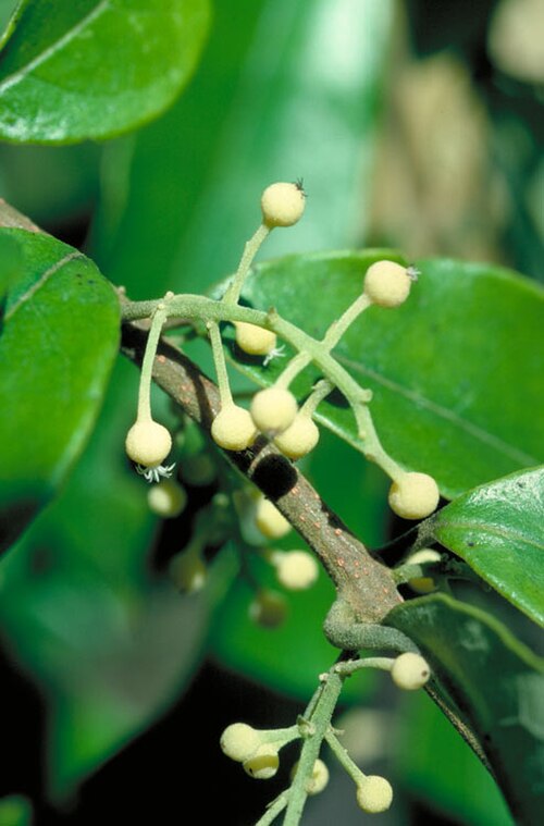 Palmeria hypotephra: Palmeria hypotephra